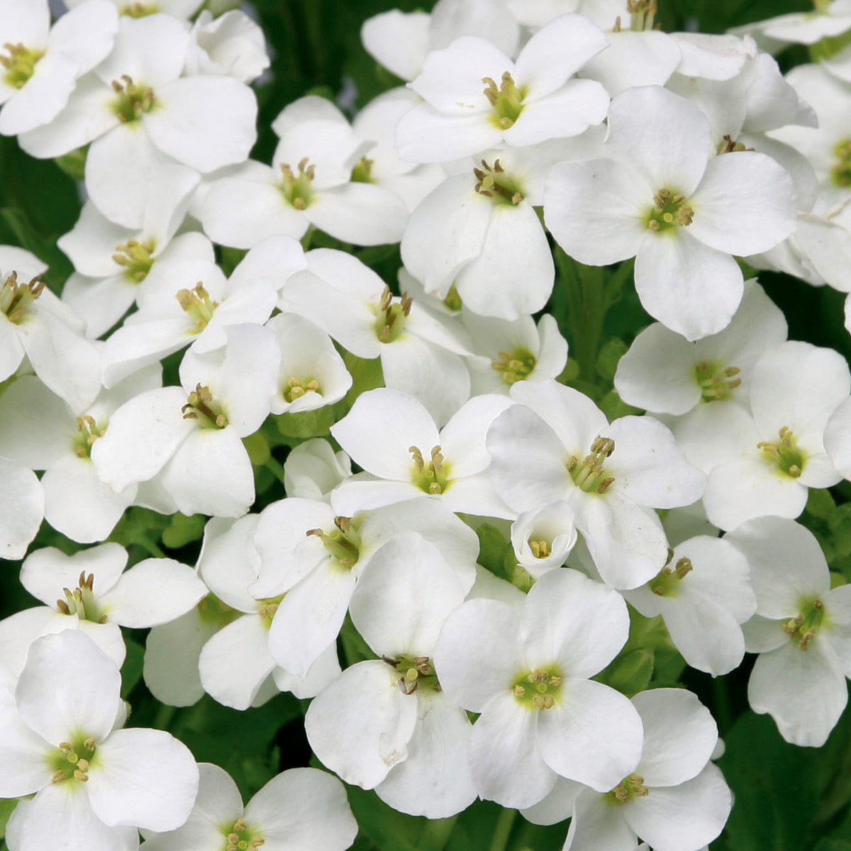 Arabis caucasica Little Treasure White Little Treasure White Rock Cress