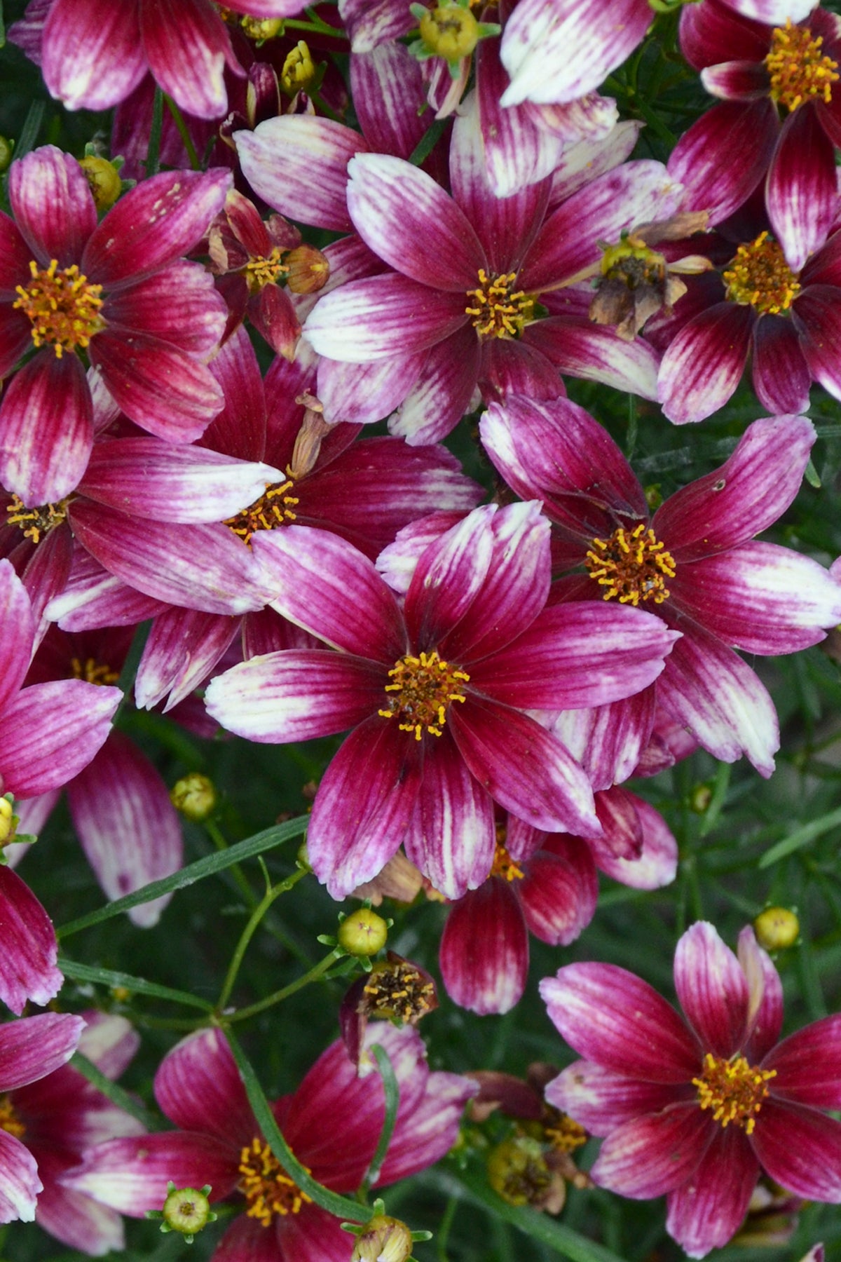 Coreopsis verticillata Zesty Zinger PP29921 Zesty Zinger Threadleaf Tickseed