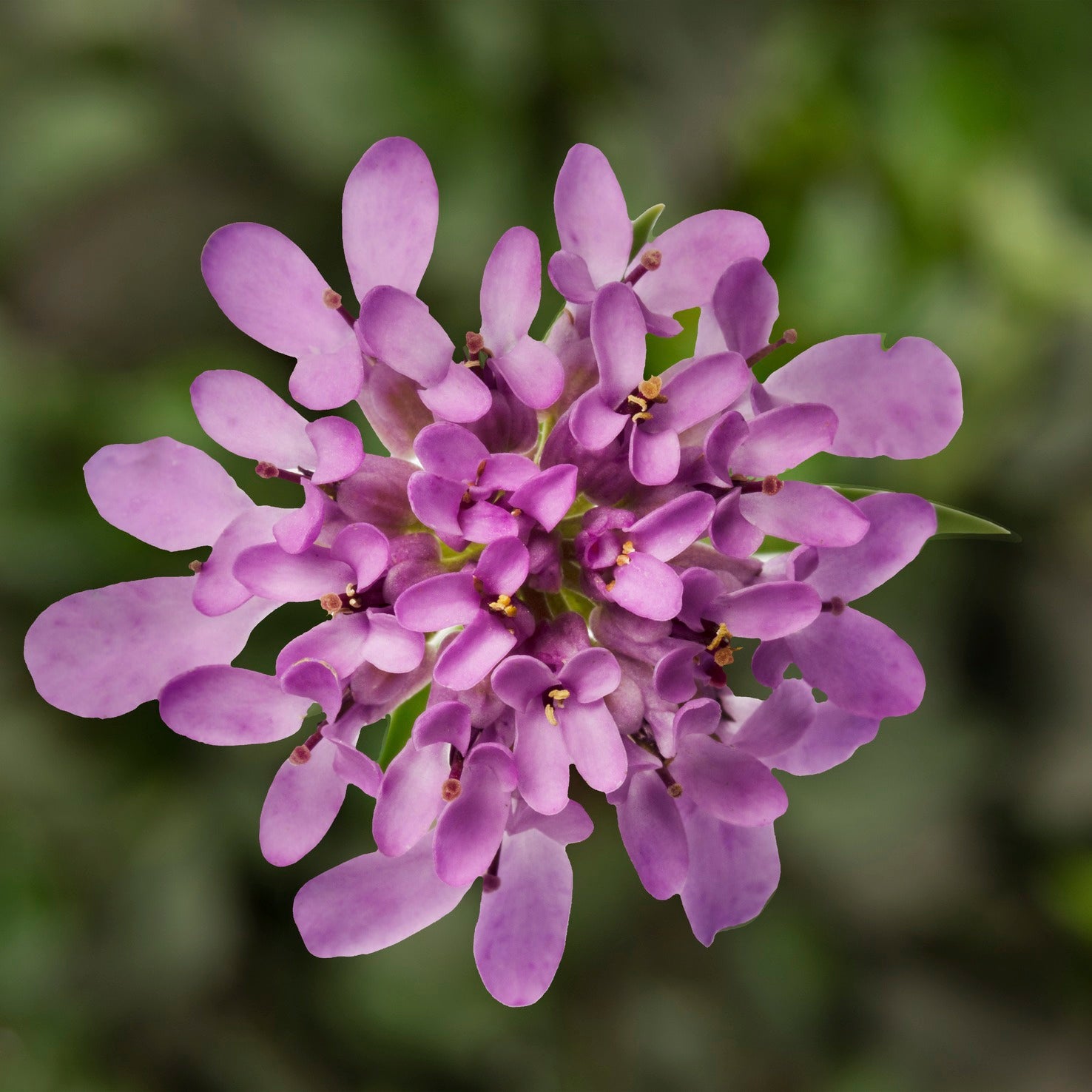 Iberis x Mermaid Lavender Mermaid Lavender Candytuft