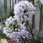Allium x Summer Beauty Summer Beauty Ornamental Onion