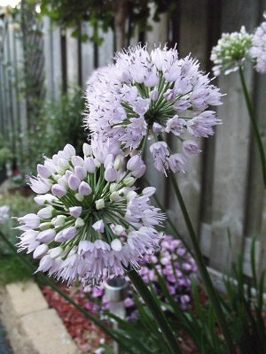 Allium x Summer Beauty Summer Beauty Ornamental Onion