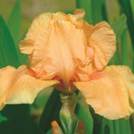 Iris germanica Many Mahalos Bearded Iris Many Mahalos
