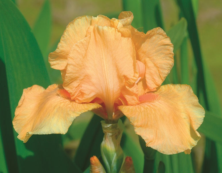Iris germanica Many Mahalos Bearded Iris Many Mahalos