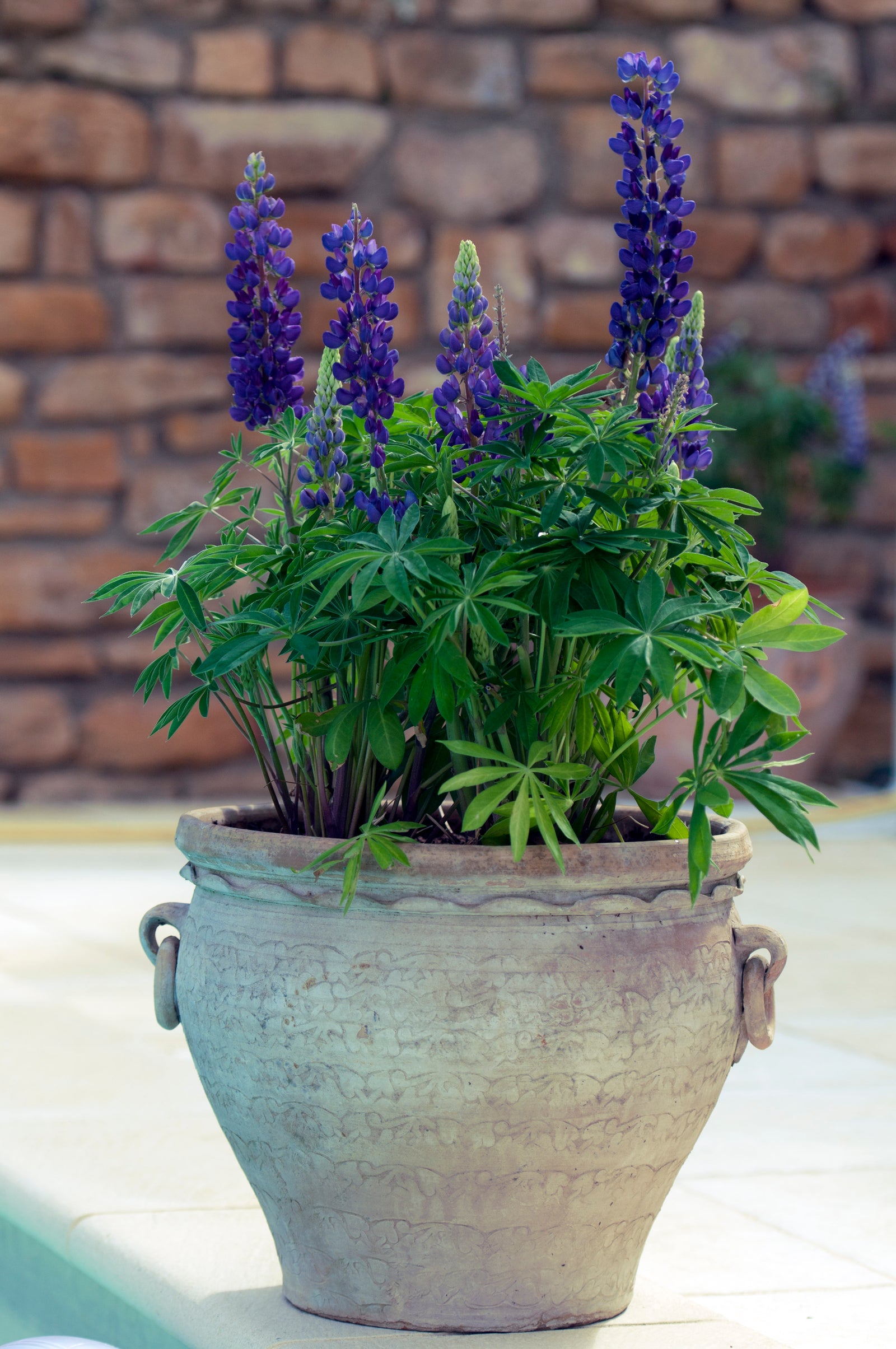 Lupinus polyphyllus Gallery Mini Blue Dwarf Lupine Mini Blue
