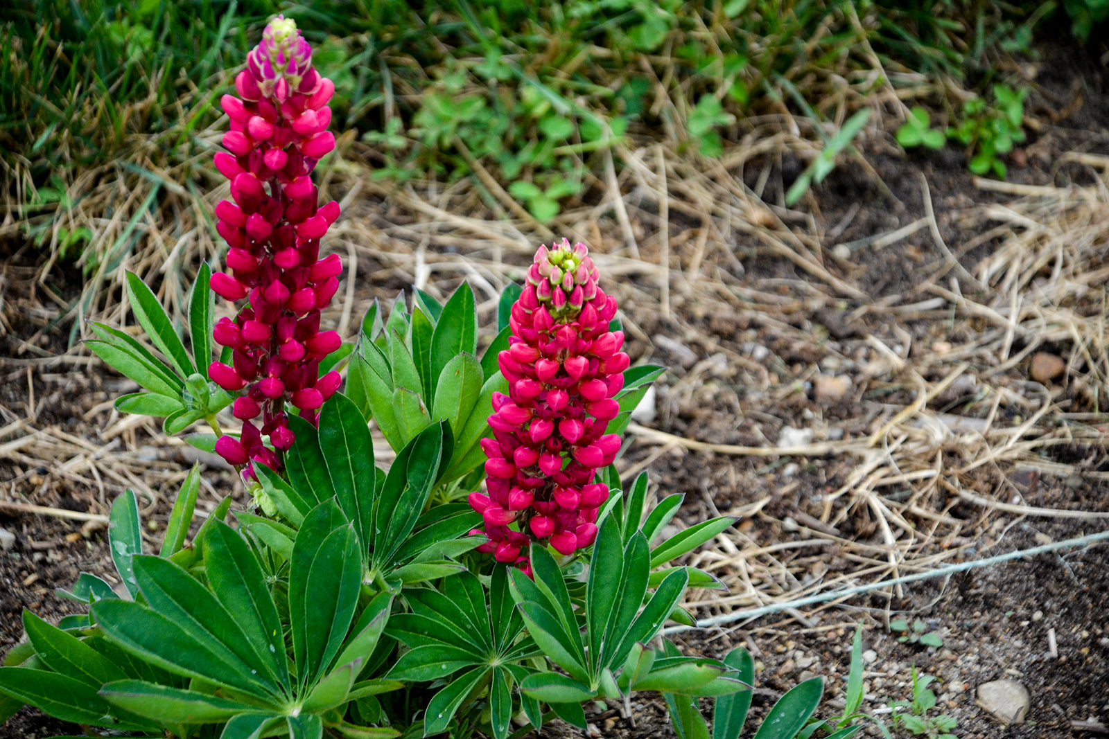 Lupinus polyphyllus Gallery Mini Red Dwarf Lupine Mini Red