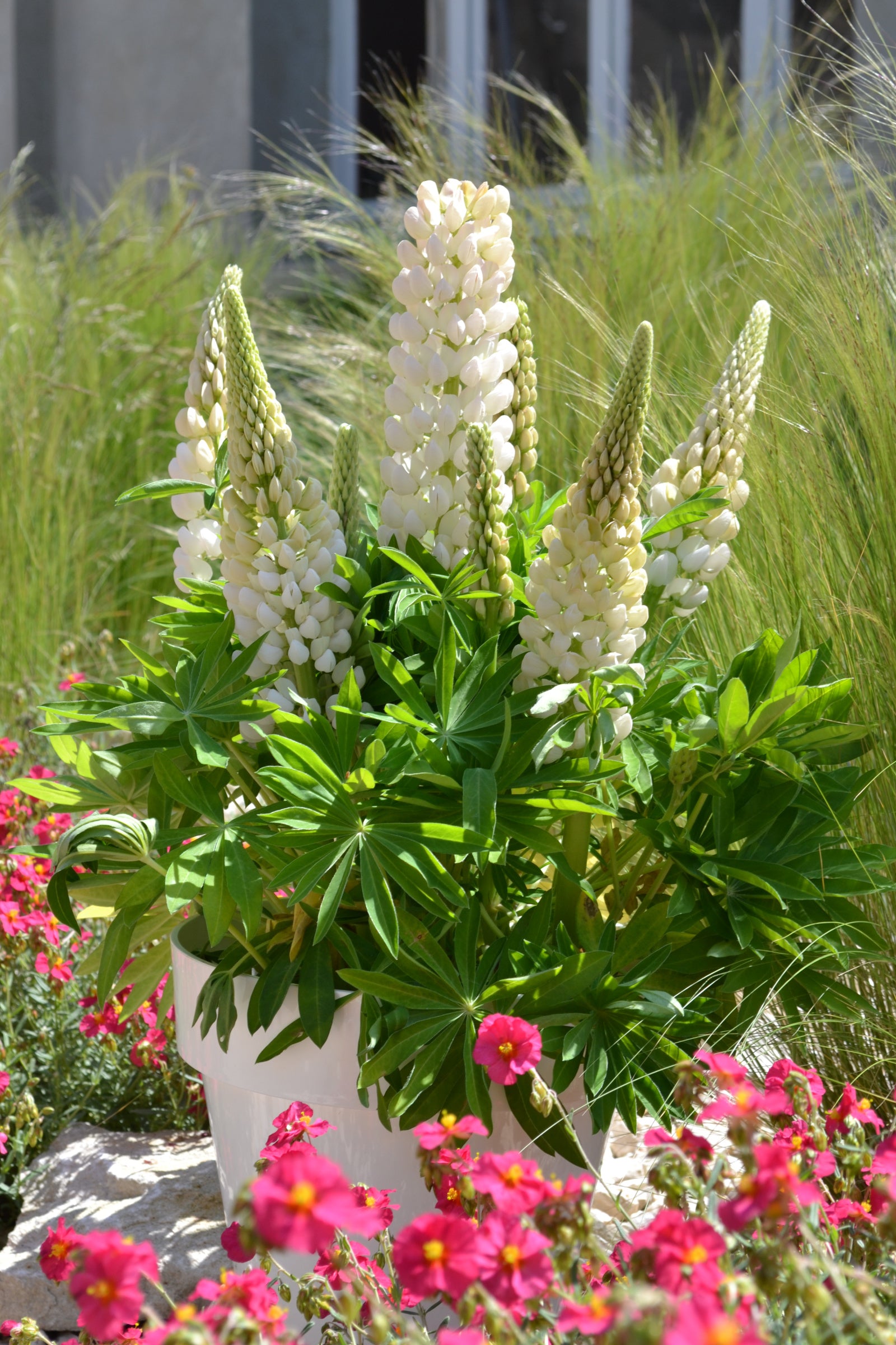 Lupinus polyphyllus Gallery Mini White Dwarf Lupine Mini White