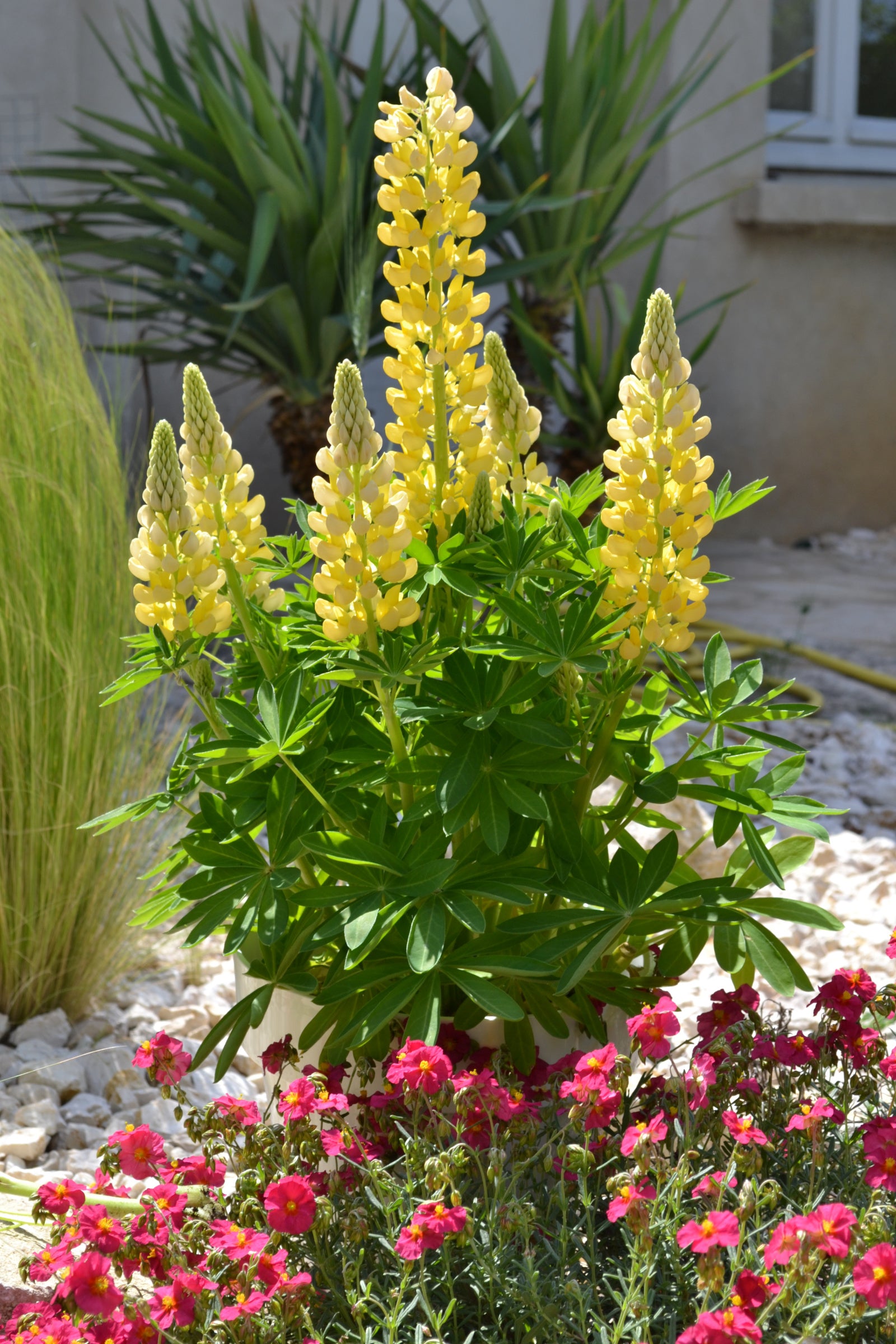 Lupinus polyphyllus Gallery Mini Yellow Dwarf Lupine Mini Yellow