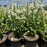 Physostegia virginiana Miss Manners False Dragonhead Miss Manners