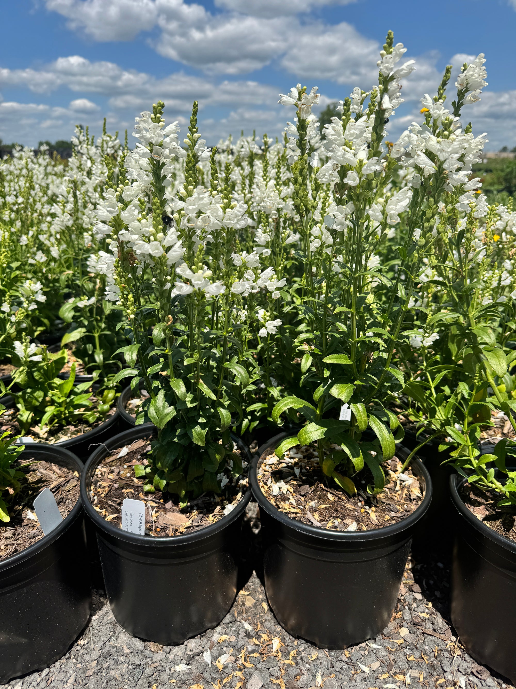Physostegia virginiana Miss Manners False Dragonhead Miss Manners