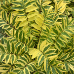 Polemonium pulcherrima Golden Feathers Variegated Jacob's Ladder Golden Feathers