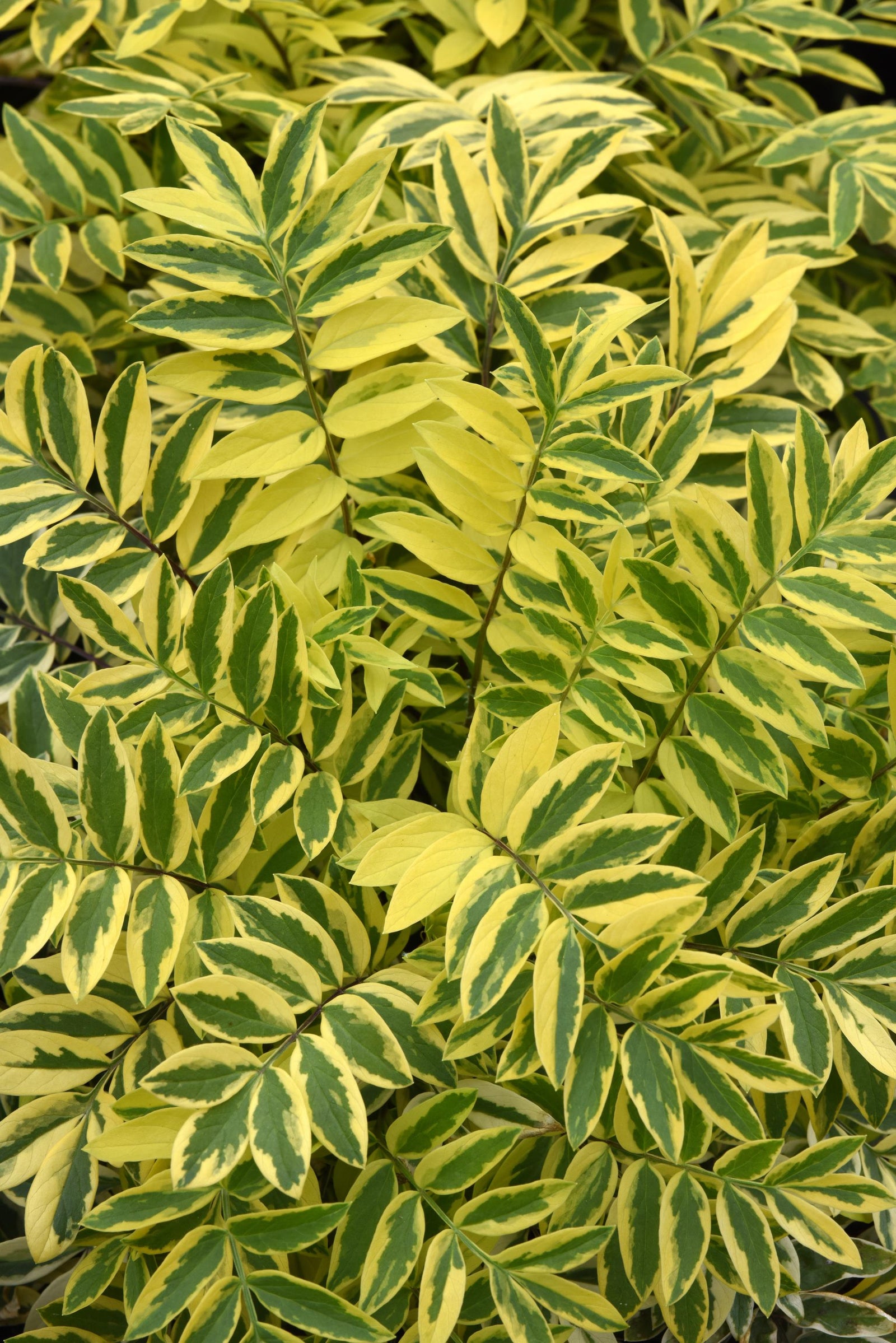 Polemonium pulcherrima Golden Feathers Variegated Jacob's Ladder Golden Feathers