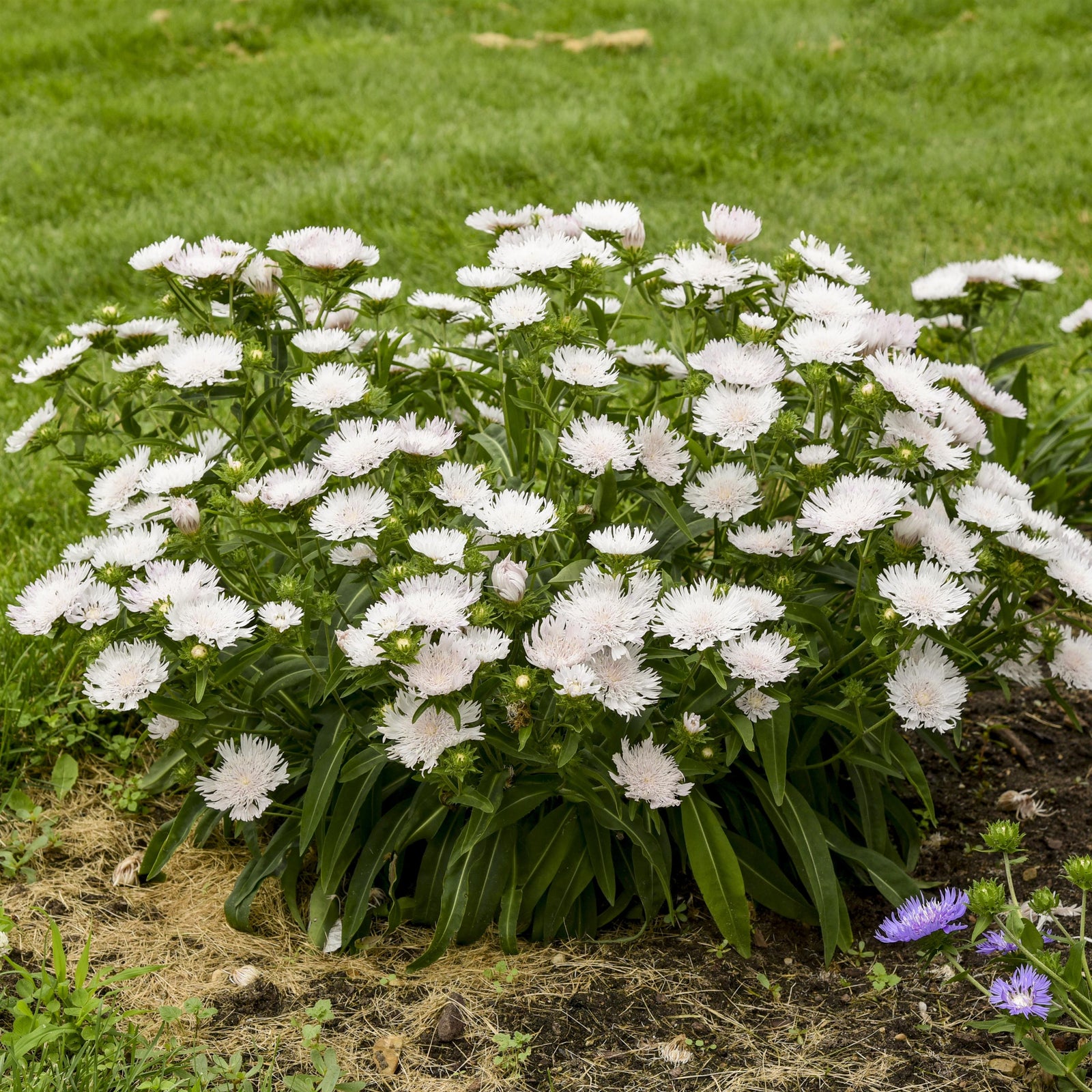 Stokesia laevis Whitecaps Stokes' Aster Whitecaps