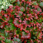 Mukdenia rossii Crimson Fans Karasuba Crimson Fans Mukdenia