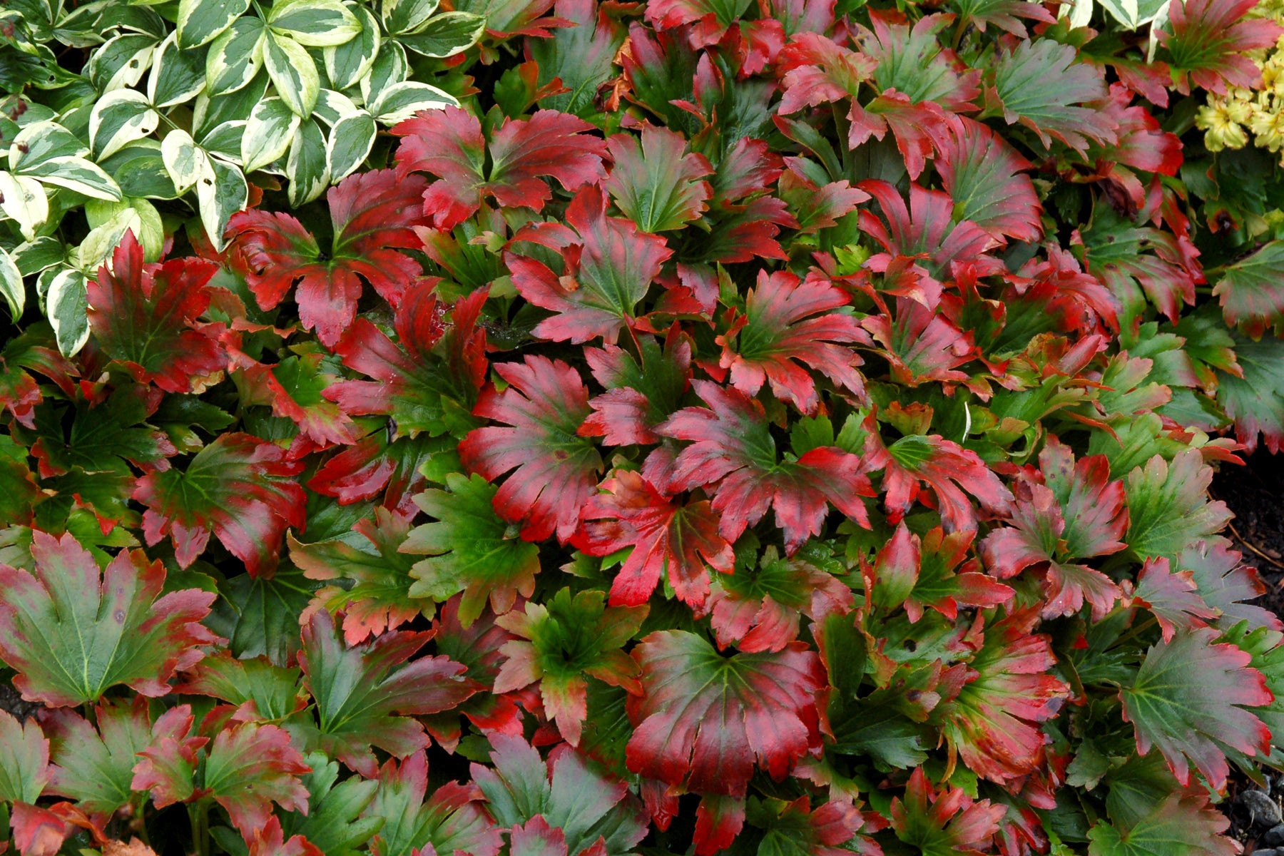 Mukdenia rossii Crimson Fans Karasuba Crimson Fans Mukdenia