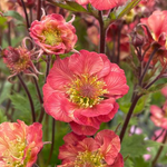 Geum x Tempo Rose PP31209 Tempo Rose Avens