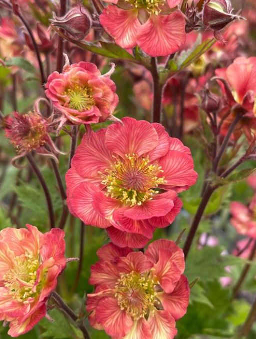 Geum x Tempo Rose PP31209 Tempo Rose Avens