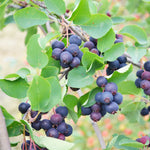 Saskatoon Berry Martin Martin Saskatoon Berry