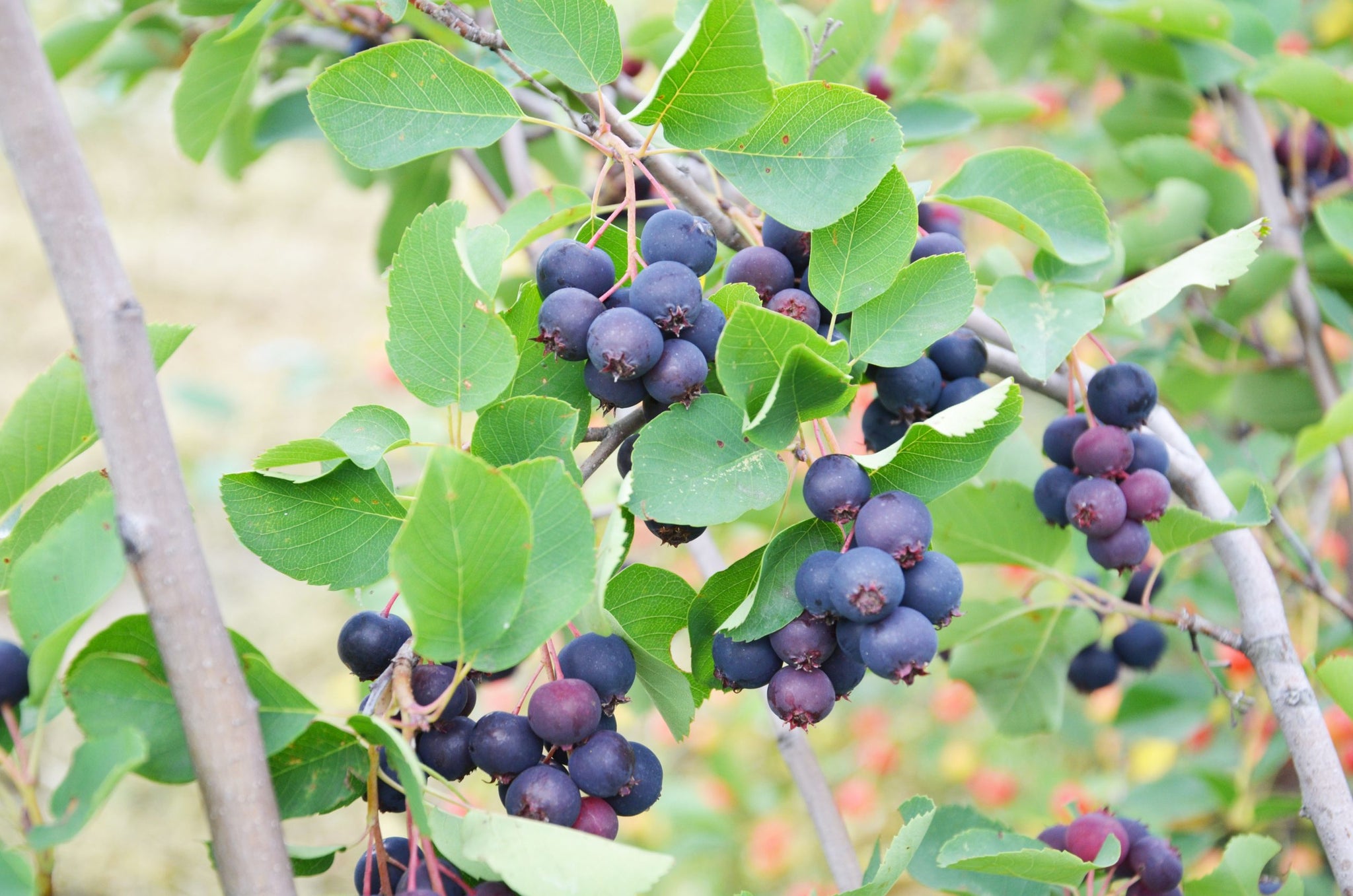 Saskatoon Berry Martin Martin Saskatoon Berry