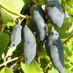 Haskap Blue Banana Blue Banana Haskap