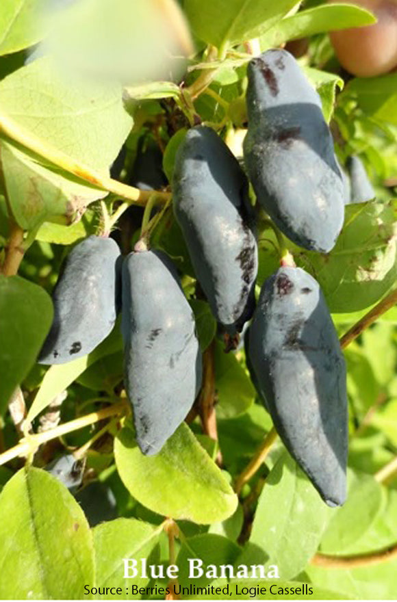 Haskap Blue Banana Blue Banana Haskap