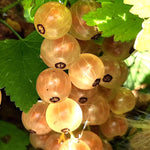 Currant Pink Champagne Pink Champagne Currant