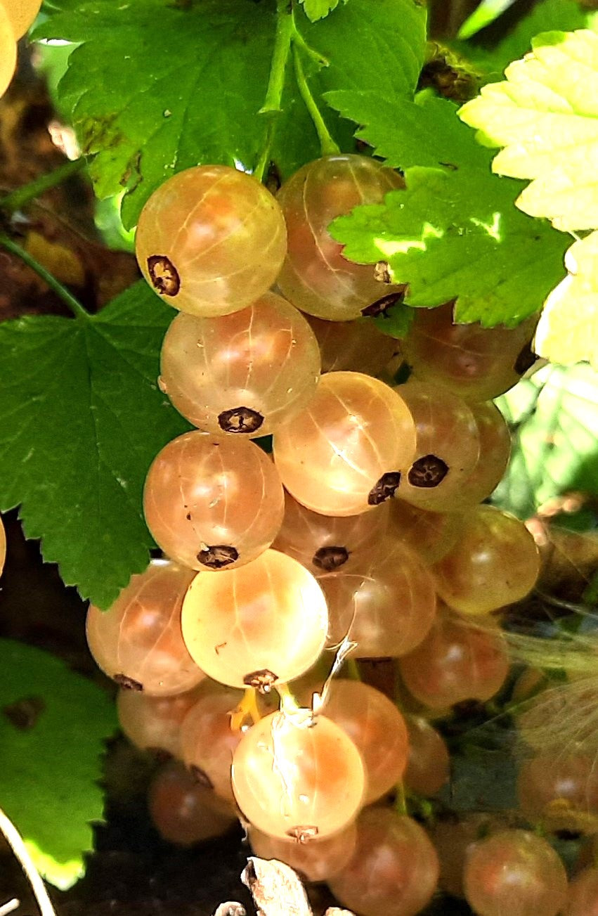 Currant Pink Champagne Pink Champagne Currant