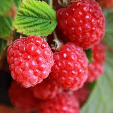 Raspberry Red Bounty Red Bounty Raspberry