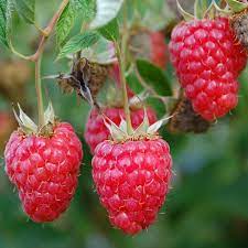 Raspberry Red Mammoth Red Mammoth Raspberry