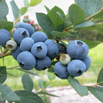 Blueberry Draper Draper Blueberry