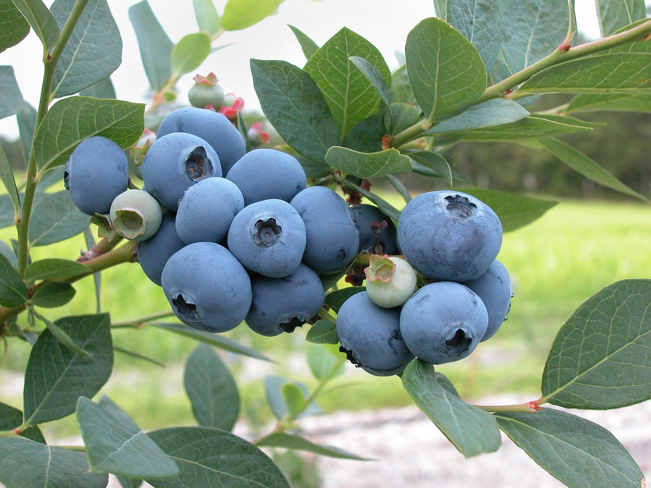 Blueberry Draper Draper Blueberry