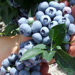 Blueberry Hannah's Choice Hannah's Choice Blueberry