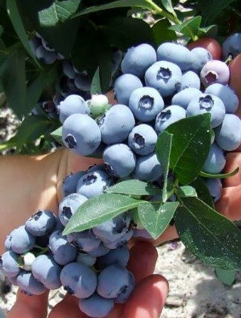 Blueberry Hannah's Choice Hannah's Choice Blueberry