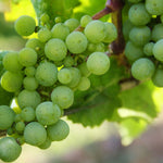 Grape Kay Gray Kay Gray Grape
