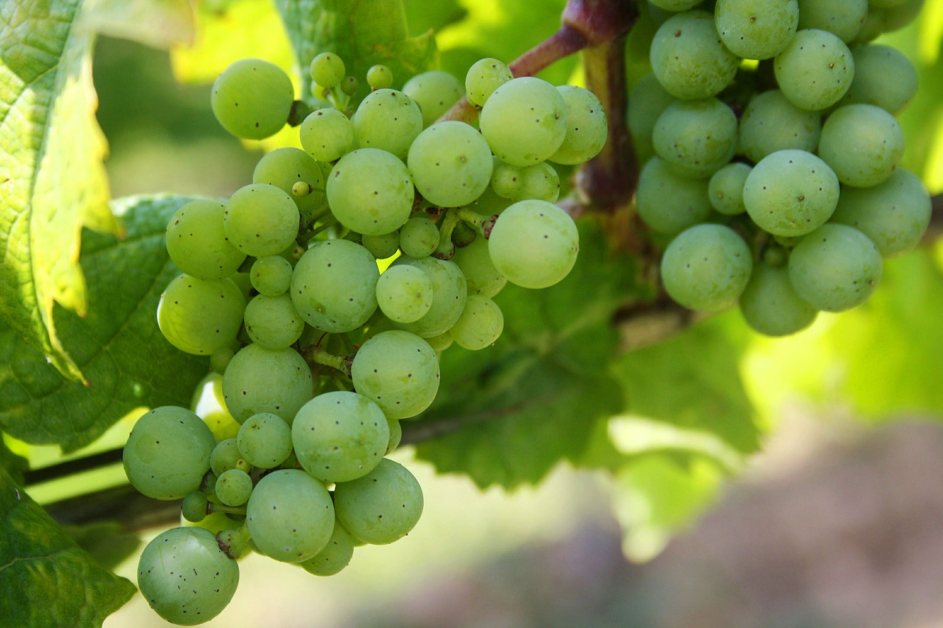 Grape Kay Gray Kay Gray Grape