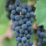 Grape Montreal Blue Montreal Blue Grape