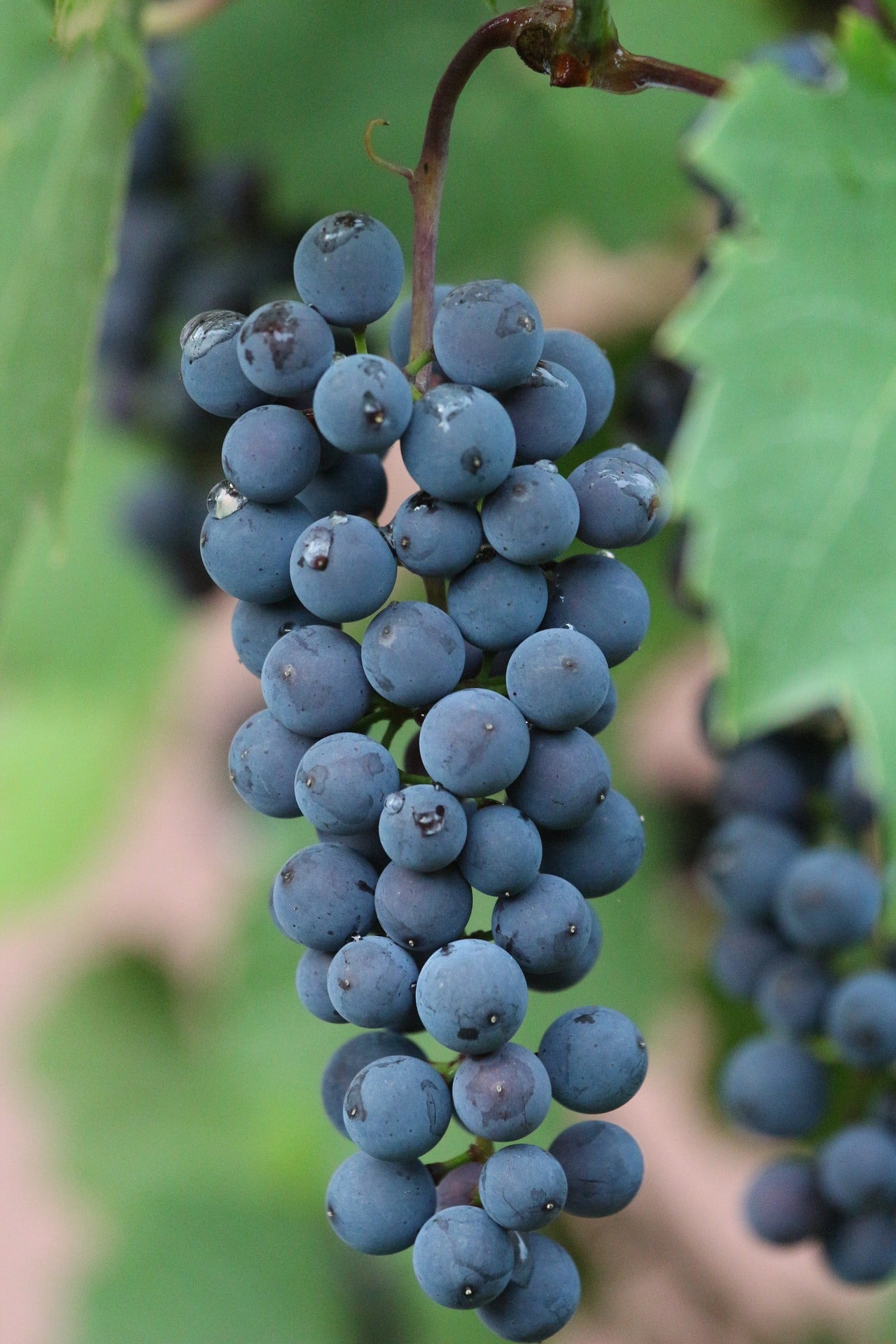 Grape Montreal Blue Montreal Blue Grape