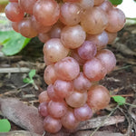Grape Somerset Somerset Grape