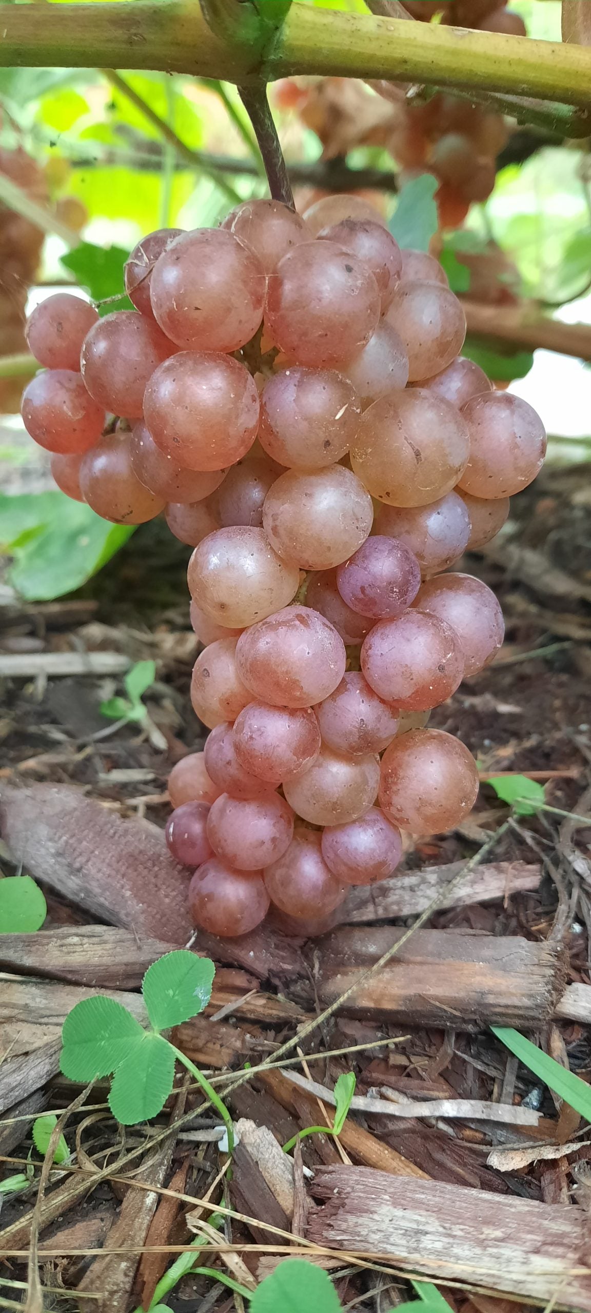 Grape Somerset Somerset Grape
