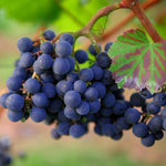 Grape Trollhaugan Trollhaugan Grape