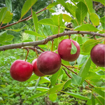 Cherry plum x Manor Manor Cherry Plum