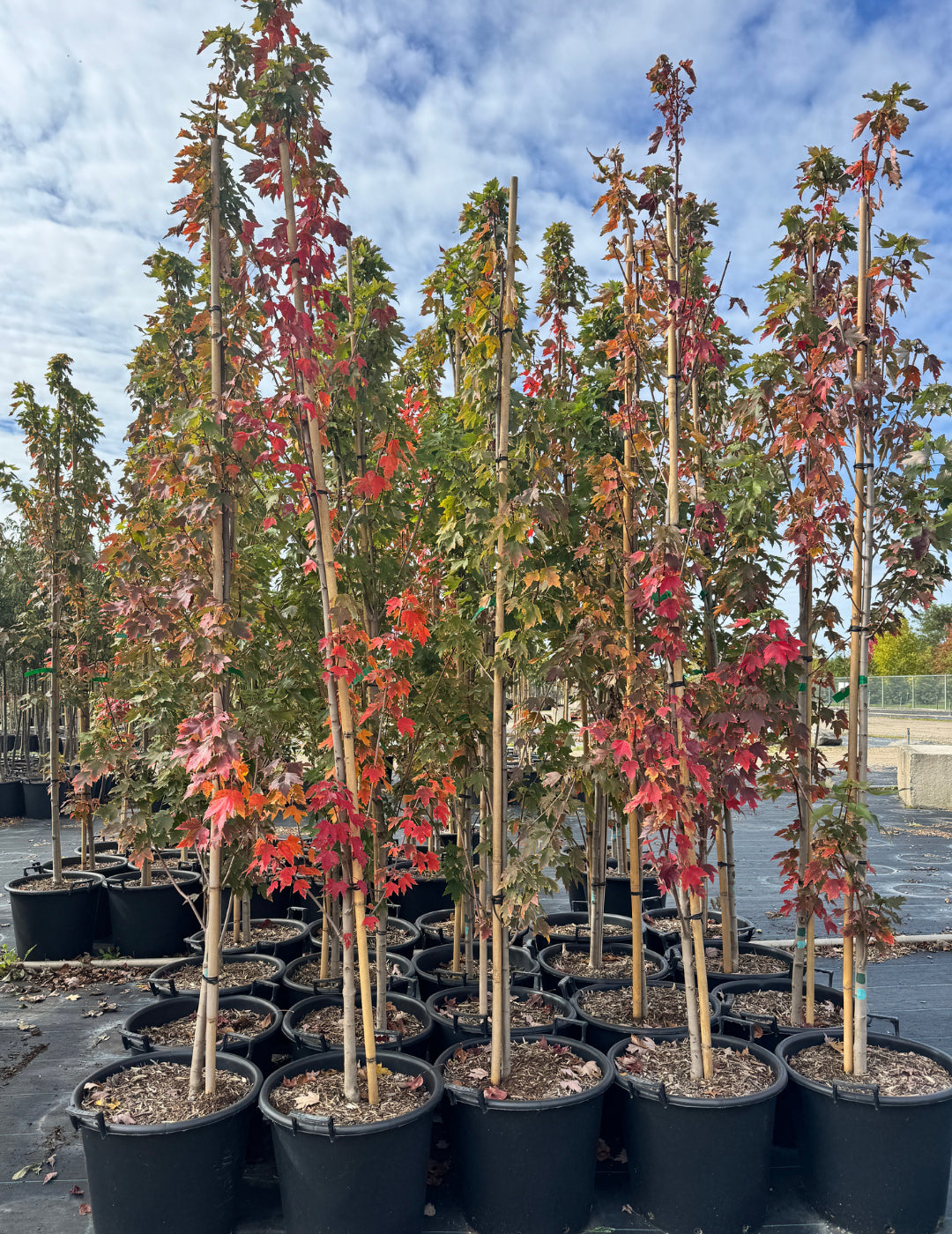 Red Sentinel® Maple – GardenTap
