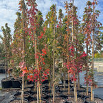Acer rubrum Red Sentinel WW Warren Red Sentinel Maple