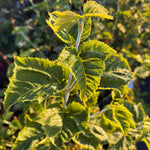 Acer rufinerve Redvein Maple