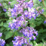 Nepeta faassenii Dropmore Blue Catmint