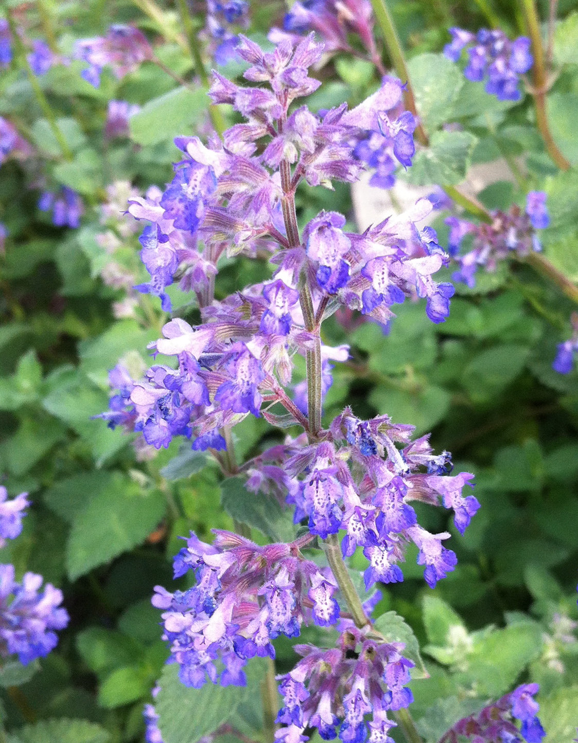 Nepeta faassenii Dropmore Blue Catmint