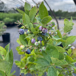Blueberry Jubilee Jubilee Blueberry