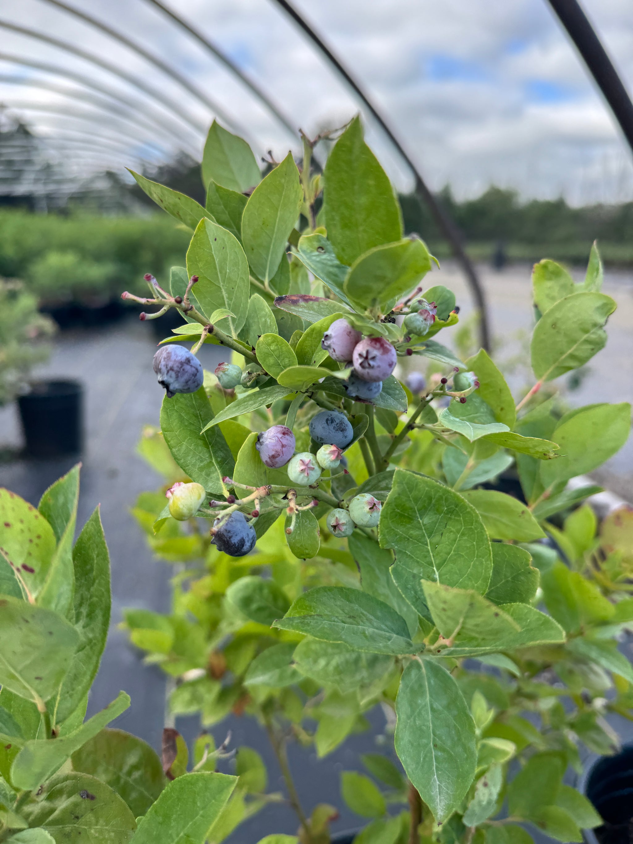 Blueberry Jubilee Jubilee Blueberry