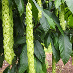 Carpinus fangiana Monkeytail Hornbeam