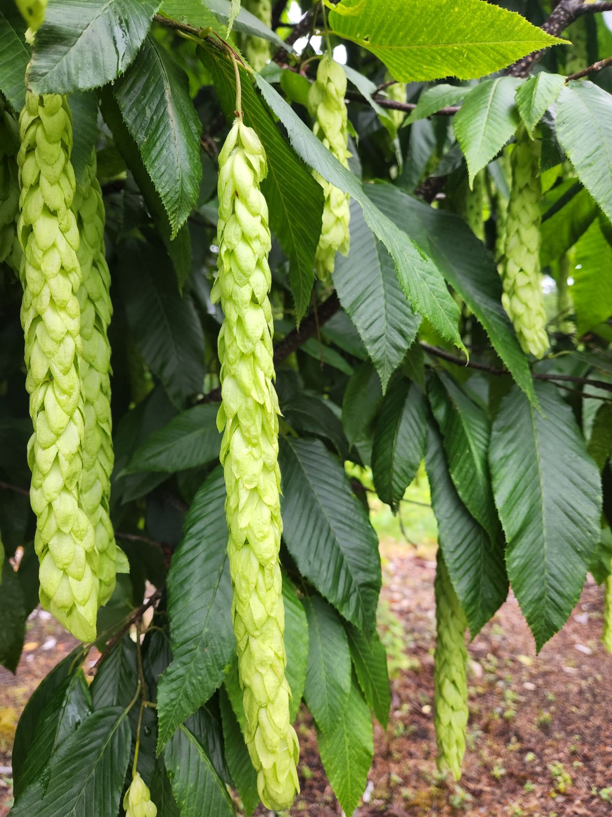 Carpinus fangiana Monkeytail Hornbeam