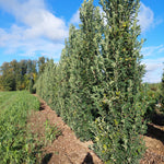 Quercus x Scarlet Letter Scarlet Letter Oak